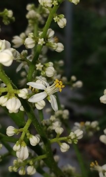 黃皮開花
