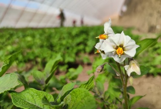 紫土豆開花
