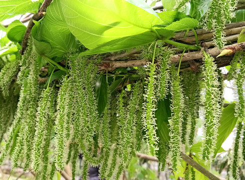 新鮮桑葚長(zhǎng)果桑