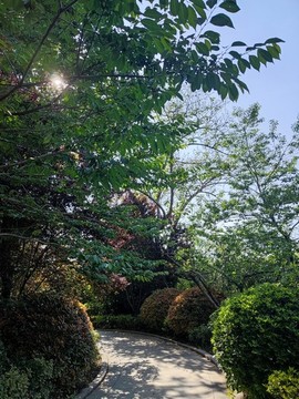 景觀園林綠蔭小道