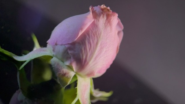 4k鮮花旋轉(zhuǎn)微距特寫(xiě)