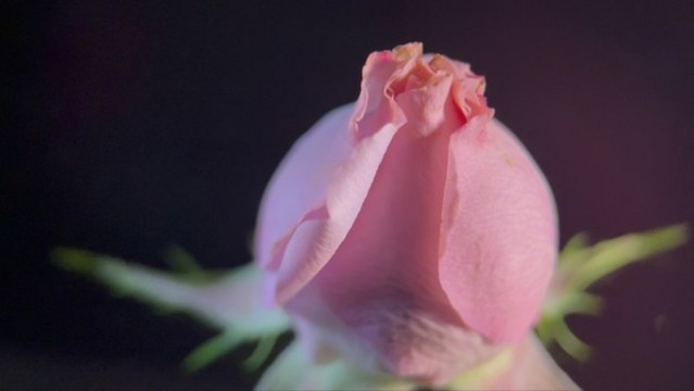 鮮花攝影牡丹花洋牡丹月季花