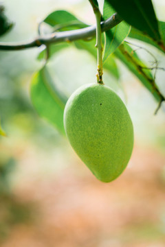 臺農(nóng)芒