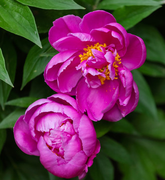 芍藥