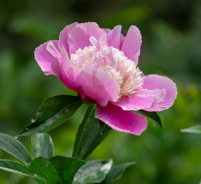 芍藥