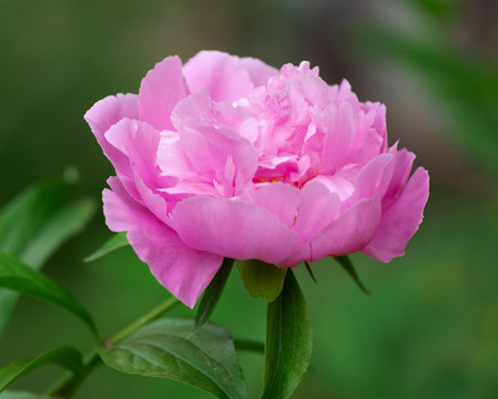 芍藥