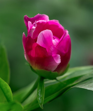 芍藥