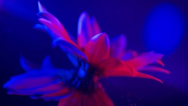 紅藍(lán)光鮮花攝影雛菊非洲菊