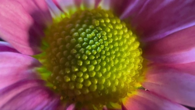 特寫雛菊非洲菊