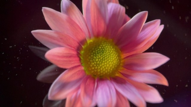 特寫雛菊非洲菊