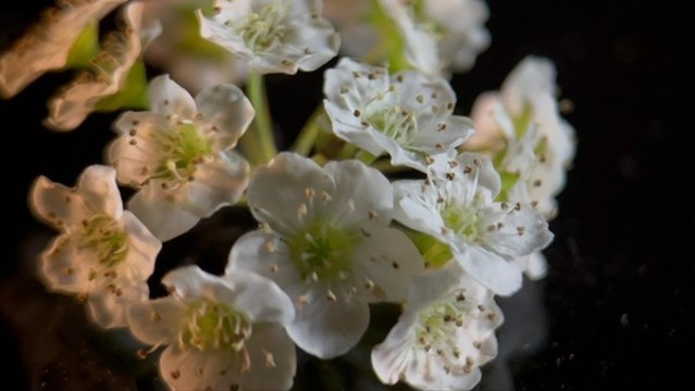 鐵線菊鮮花微距攝影插花花藝