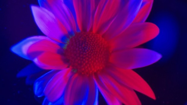 微距紅藍(lán)光鮮花攝影非洲菊