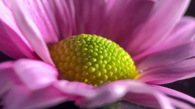鮮花雛菊非洲菊的花蕊花粉