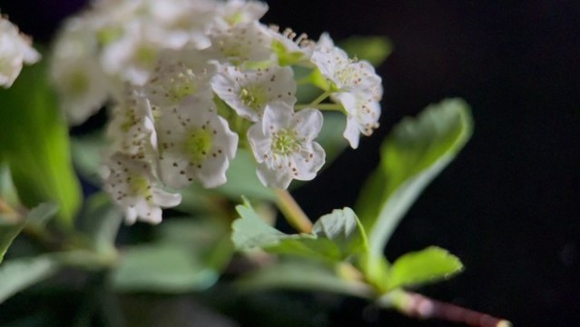 鮮花攝影微距鐵線菊