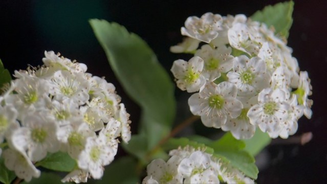 鮮花攝影微距鐵線菊