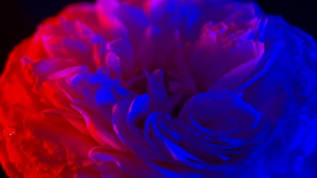 鮮花洋牡丹花月季花