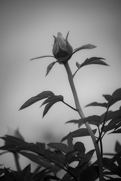 牡丹花特寫照片