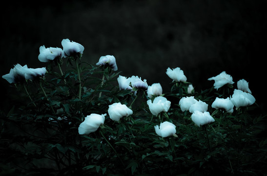牡丹花特寫照片