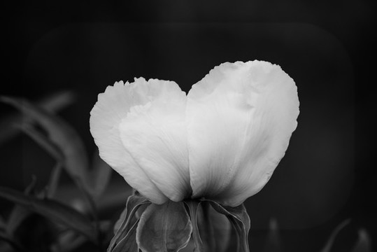 牡丹花特寫照片