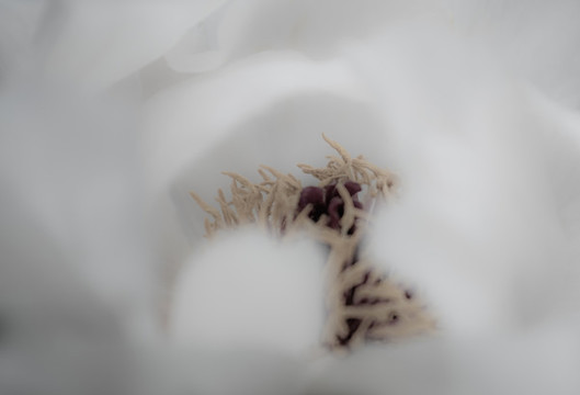 牡丹花特寫照片