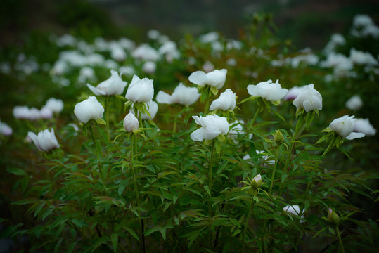牡丹花特寫照片