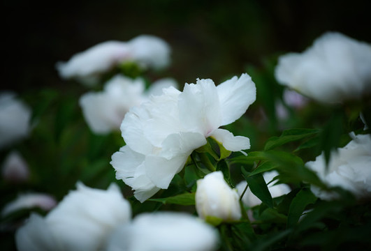 牡丹花特寫照片