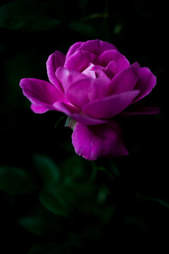 月季花
