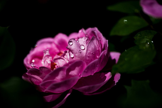月季花