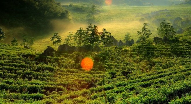 云上茶園實景