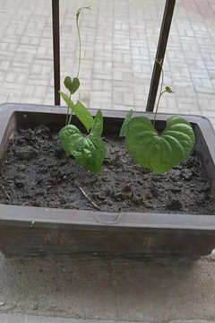 三七