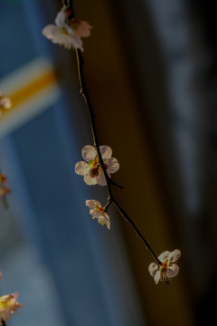 梅