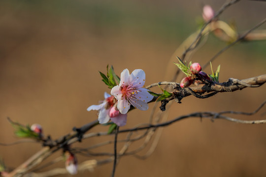 淺粉桃花