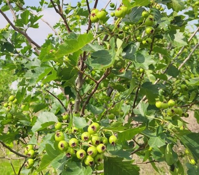 樹上的山楂