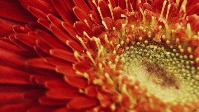 特寫鮮紅色大紅色菊花非洲菊