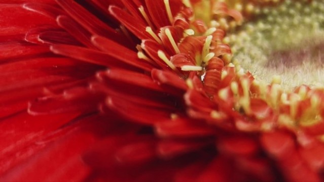 特寫鮮紅色大紅色菊花非洲菊