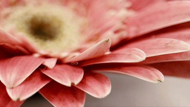 微距粉色非洲菊雛菊