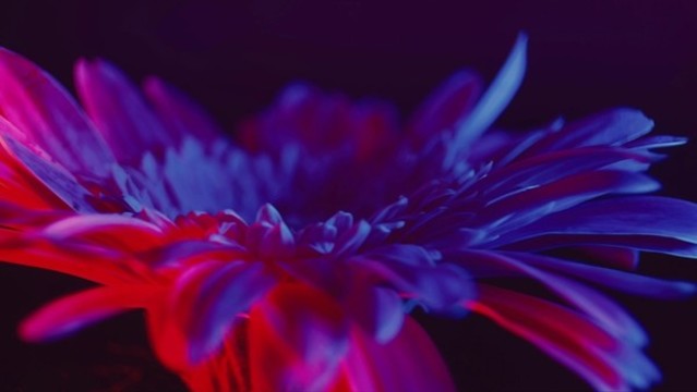 微距光影旋轉(zhuǎn)非洲菊