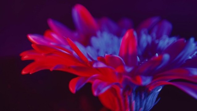 微距光影旋轉(zhuǎn)非洲菊