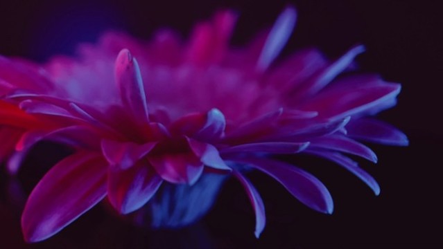 微距光影旋轉(zhuǎn)非洲菊