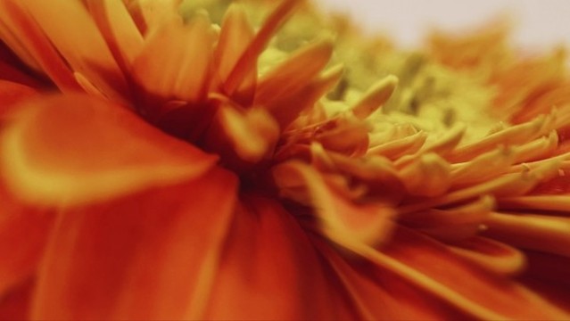 微距橘黃色雛菊