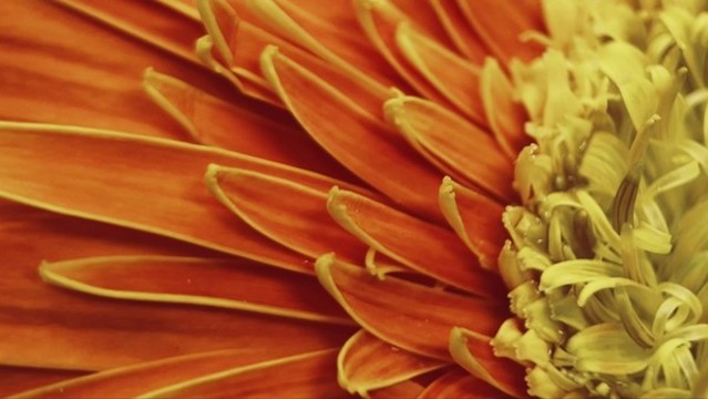 鮮花攝影非洲雛菊橘黃色