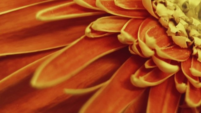 鮮花攝影非洲雛菊橘黃色