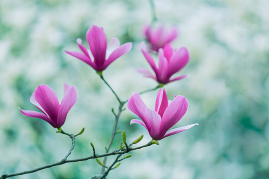 夢幻紫玉蘭