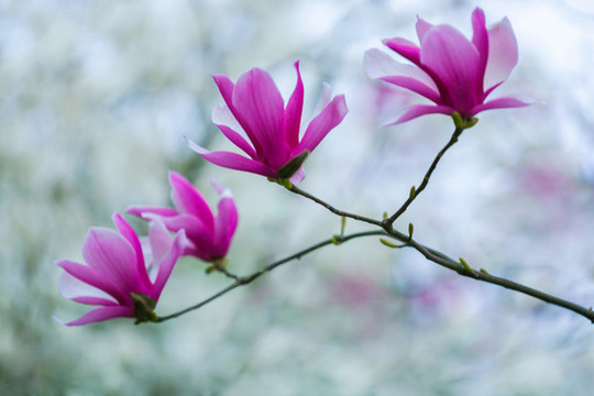 夢(mèng)幻紫玉蘭