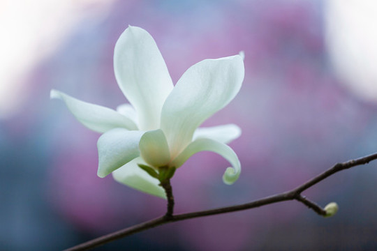 夢(mèng)幻白玉蘭
