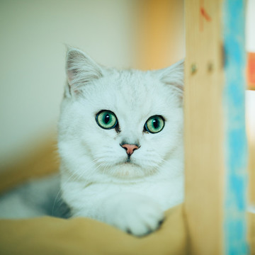 貓