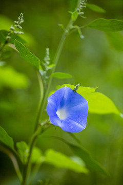 藍(lán)色喇叭花