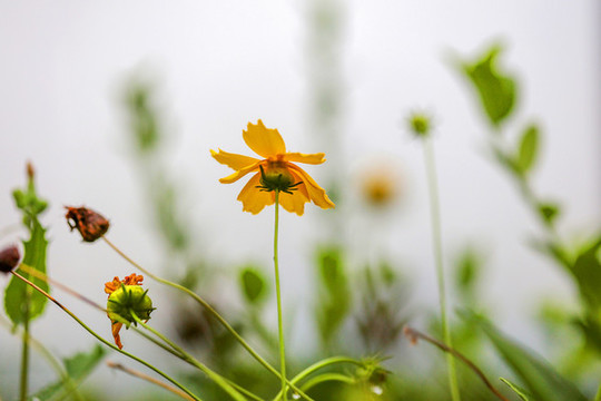 金雞菊