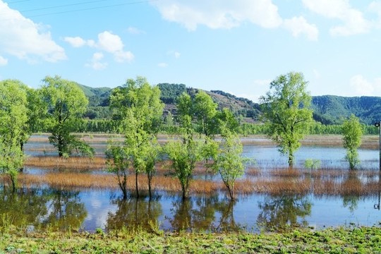 濕地楊柳林