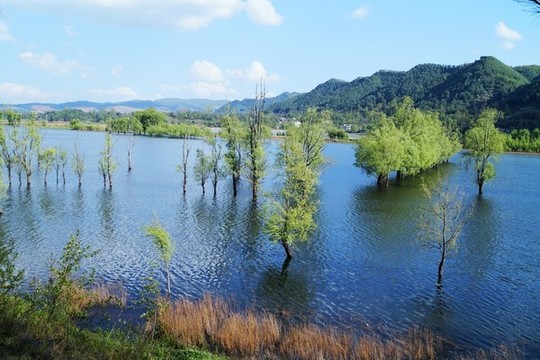 濕地楊柳林